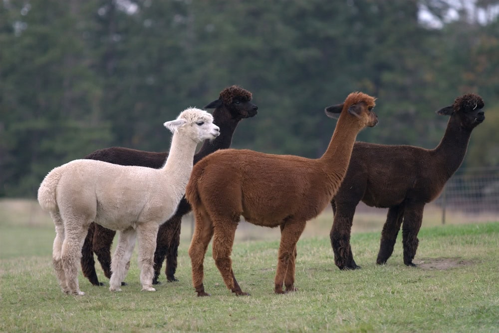 Cool Things to do in Eugene: Quirky Afternoon with Alpacas and Arcades
